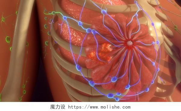 人体内脏器官的3d渲染人体胸部结构图片